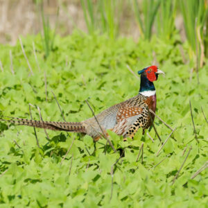 Kisatchie Lodge - Pheasant Tower Shoot