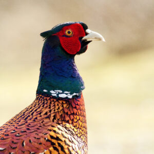 Kisatchie Lodge - Pheasant Hunt
